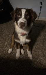 Lost Female Dog last seen Near arrowhead head glen, Houston, TX 77071