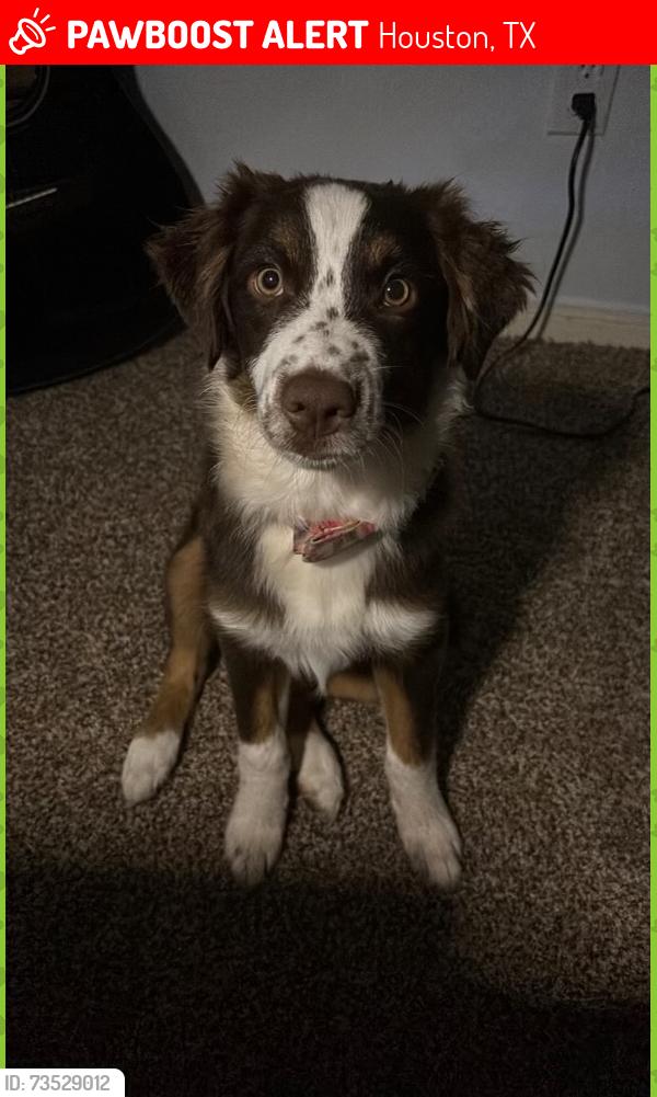 Lost Female Dog last seen Near arrowhead head glen, Houston, TX 77071