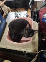 Lost Male Cat last seen Meadowridge dr, Valrico, FL 33596