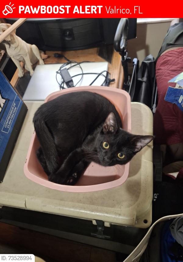 Lost Male Cat last seen Meadowridge dr, Valrico, FL 33596