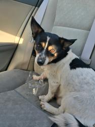 Found/Stray Male Dog last seen Near Perrin Beitel, San Antonio, TX 78218