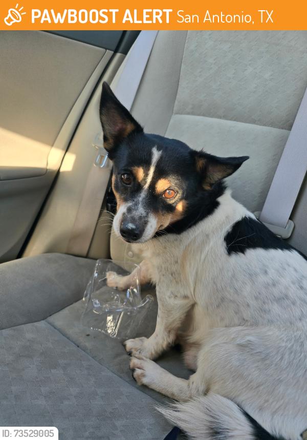 Found/Stray Male Dog last seen Near Perrin Beitel, San Antonio, TX 78218