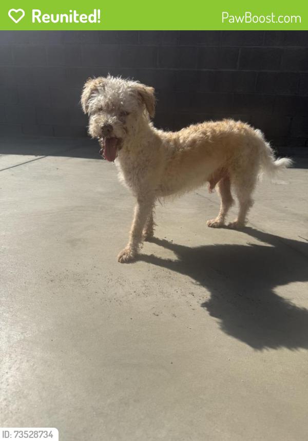 Reunited Male Dog last seen Halldale & Gage, Los Angeles, CA 90047
