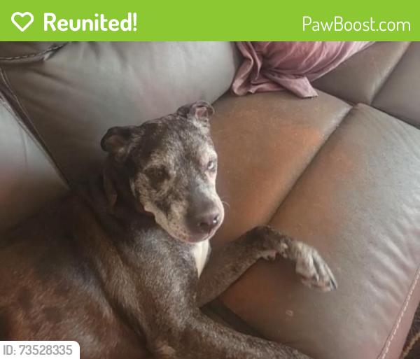 Reunited Male Dog last seen S 10TH St & Linn St, Empire Township, MO 64494