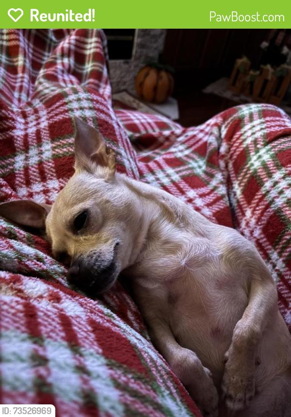 Reunited Female Dog last seen Pulaski rd, Jacksonville, FL 32218