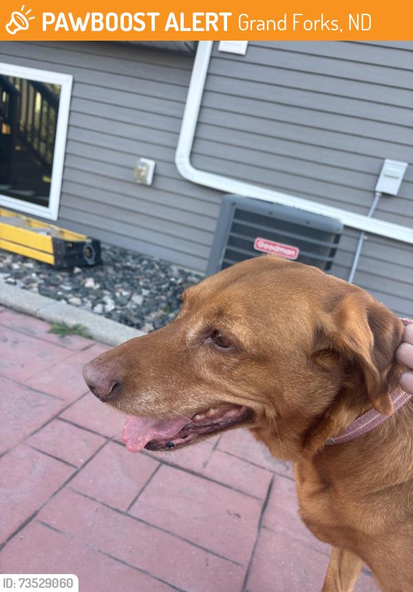 Found/Stray Female Dog last seen 42nd Ave S, Grand Forks, ND 58201