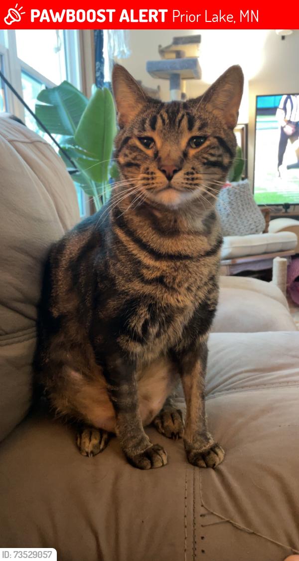 Lost Male Cat last seen 195th and oelke cir, Prior Lake, MN 55372