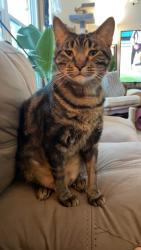 Lost Male Cat last seen 195th and oelke cir, Prior Lake, MN 55372