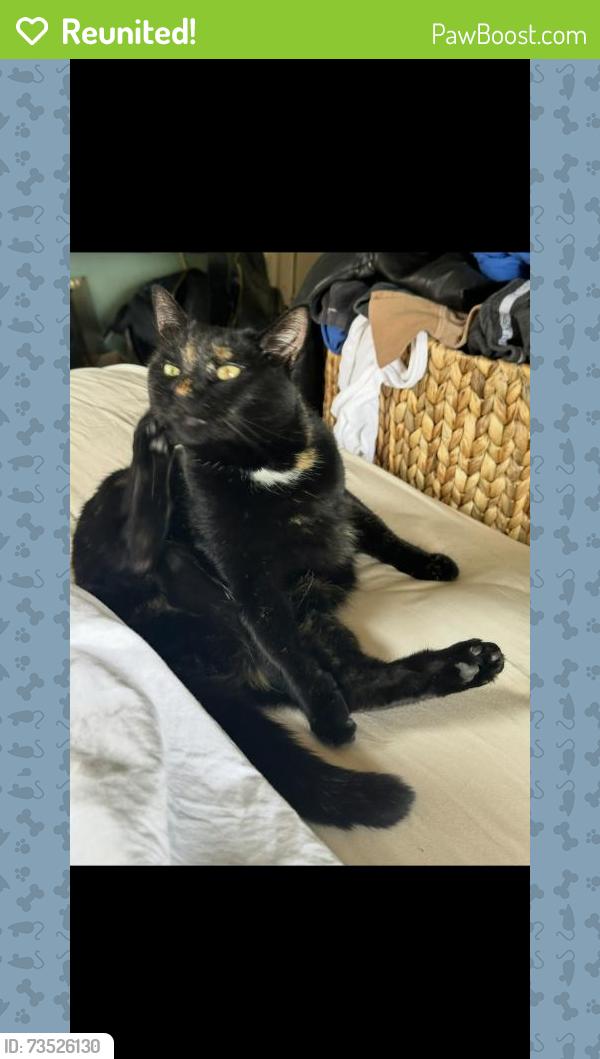 Reunited Female Cat last seen SE 17th Ave & SE Alder St, Portland, OR 97214, USA, Portland, OR 97214