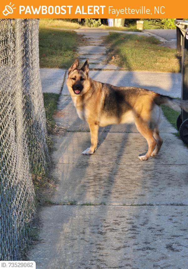 Found/Stray Male Dog last seen N Platte Rd & Glenrock Dr, Fayetteville, NC 28303