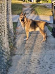 Found/Stray Male Dog last seen N Platte Rd & Glenrock Dr, Fayetteville, NC 28303