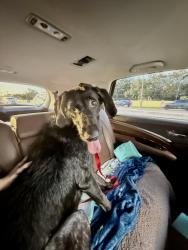Reunited Female Dog last seen Raintree Blvd and Cleveland Heights Blvd, Lakeland, FL 33803