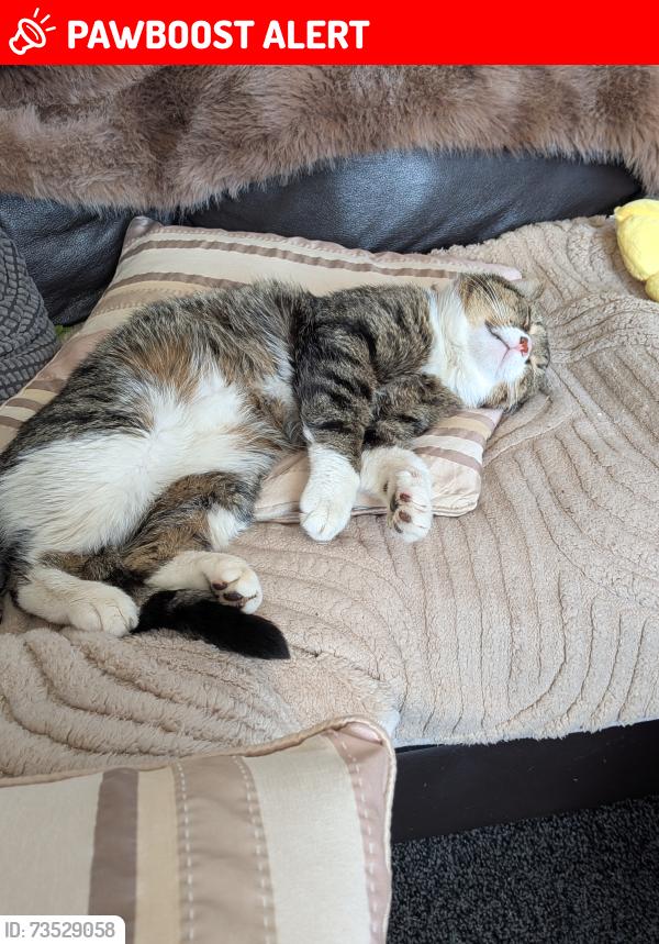 Lost Male Cat last seen Portland road, West Midlands, England B16 0RP