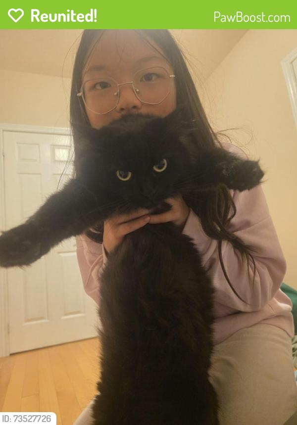 Reunited Female Cat last seen Near Bur Oak Ave, Markham, ON L6E 1W5, Markham, ON L6E 1W5