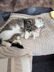 Lost Male Cat last seen Portland road, West Midlands, England B16 0RP
