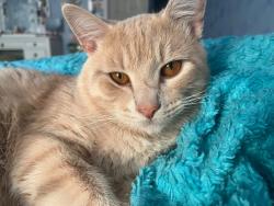 Reunited Male Cat last seen Near itaska street, St. Louis, MO 63111
