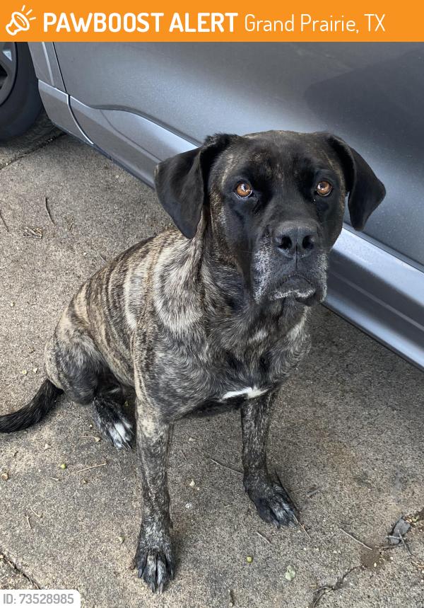Found/Stray Female Dog last seen James Bonham Early Education School, Grand Prairie, TX 75051