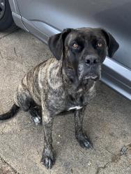 Found/Stray Female Dog last seen James Bonham Early Education School, Grand Prairie, TX 75051