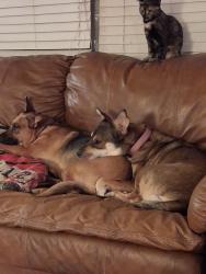 Reunited Female Dog last seen McKellips between Ironwoid and Meridian, Apache Junction, AZ 85120