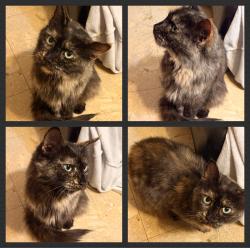 Found/Stray Female Cat last seen Carney Ave Waukegan IL 60085, Waukegan, IL 60085