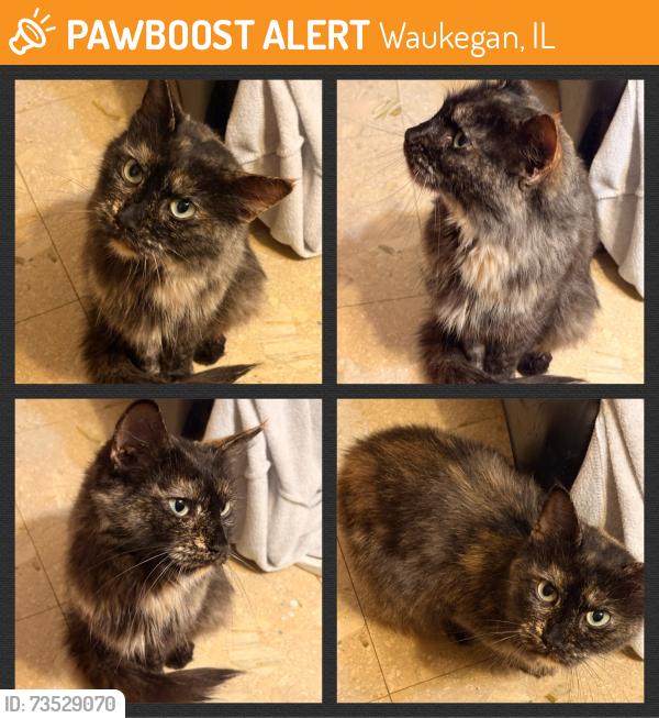 Found/Stray Female Cat last seen Carney Ave Waukegan IL 60085, Waukegan, IL 60085