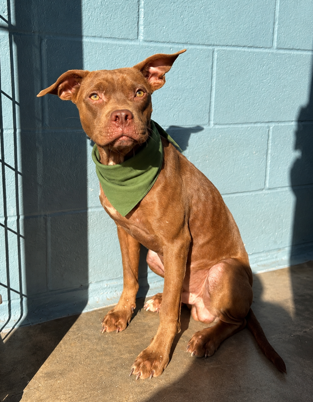 Shelter Stray Male Dog last seen Near Randolph Drive, LAFAYETTE, LA, 70501, 410 Dugas Rd, Lafayette, LA 70507, USA