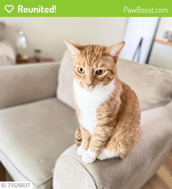 Reunited Female Cat last seen Near Brookside Lane, Seven Fields, PA, USA, Seven Fields, PA 16046