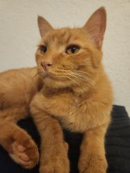 Reunited Male Cat last seen Near SW 17th Ave, Cape Coral, FL 33991, USA, Cape Coral, FL 33991