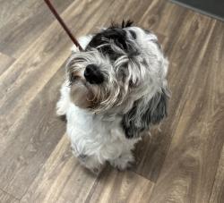 Shelter Stray Male Dog last seen Near Orange Avenue, San Diego, CA, 92115, 5500 Gaines St, San Diego, CA 92110, USA