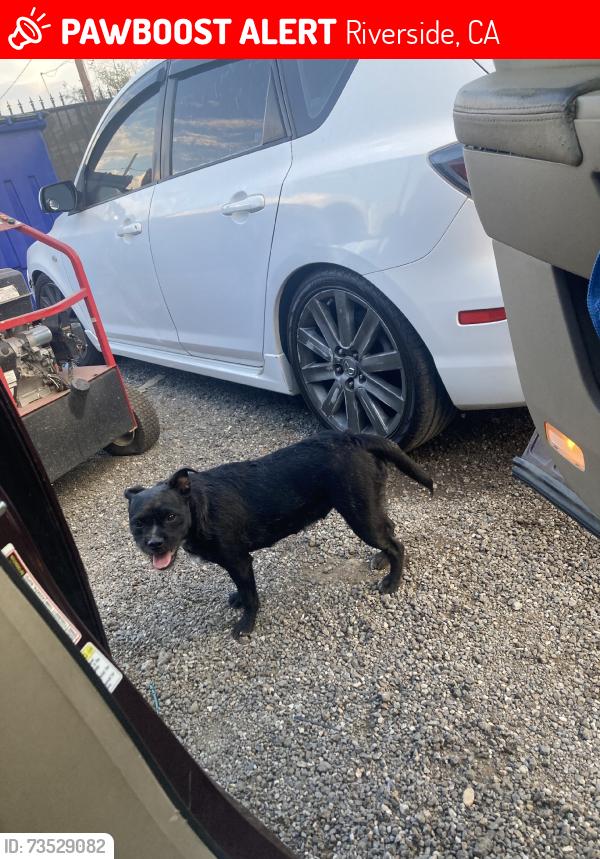 Lost Female Dog last seen Placentia lane and center st, Riverside, CA 92501