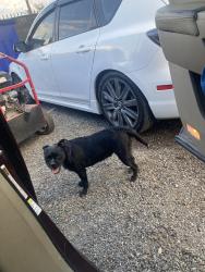 Lost Female Dog last seen Placentia lane and center st, Riverside, CA 92501