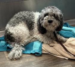 Shelter Stray Male Dog last seen Near Orange Avenue, San Diego, CA, 92115, 5500 Gaines St, San Diego, CA 92110, USA