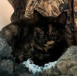 Shelter Stray Female Cat last seen Near 30th Street, San Diego, CA, 92104, 5500 Gaines St, San Diego, CA 92110, USA