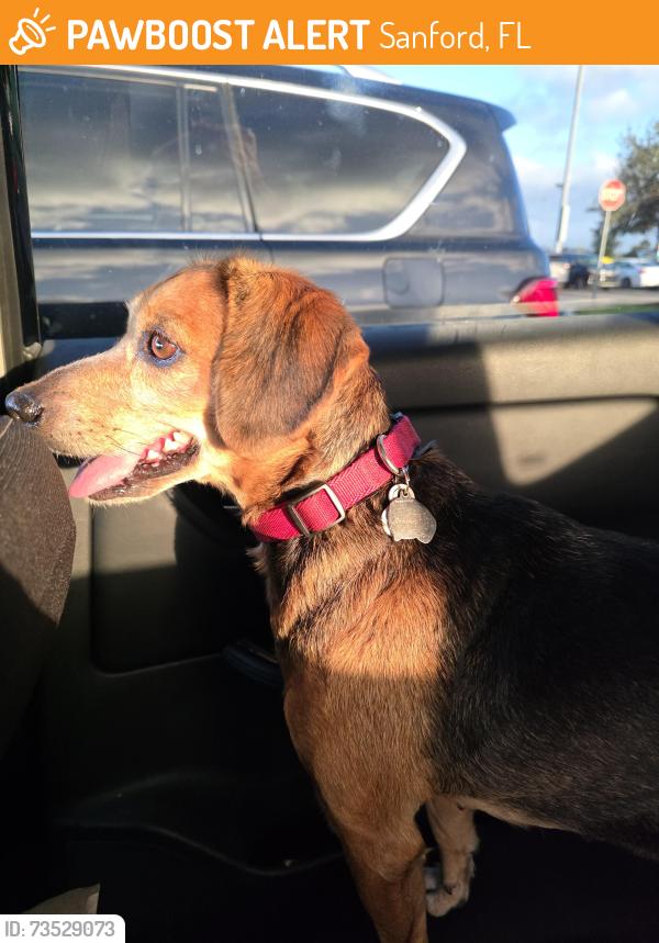 Found/Stray Unknown Dog last seen Sanford Airport, Sanford, FL 32771
