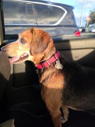 Found/Stray Unknown Dog last seen Sanford Airport, Sanford, FL 32771