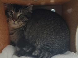 Shelter Stray Male Cat last seen Near W Starry Night Drive, Bluffdale, UT, 84065, 511 W 3900 S, Salt Lake City, UT 84123, USA