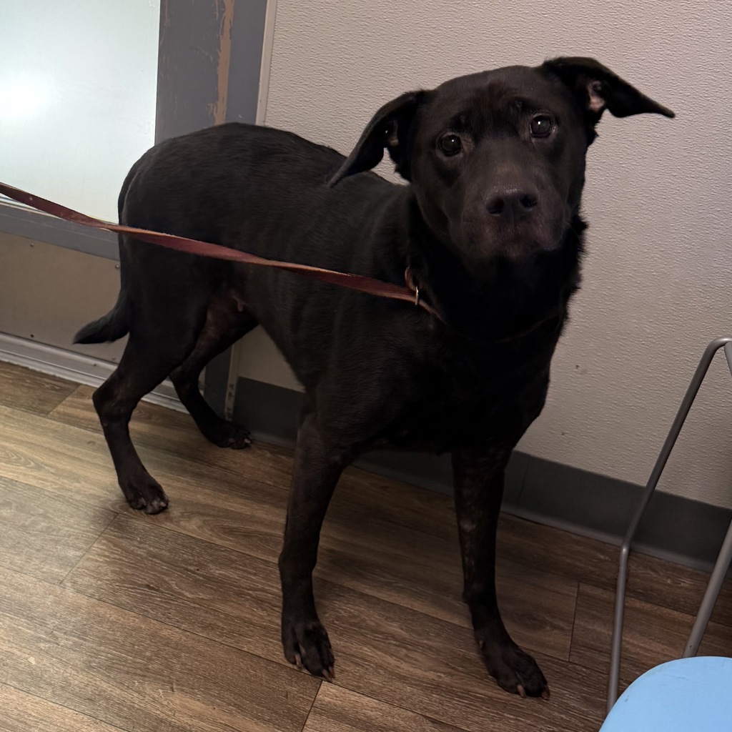 Shelter Stray Female Dog last seen Valencia Parkway, San Diego, CA, 92114, 5500 Gaines St, San Diego, CA 92110, USA