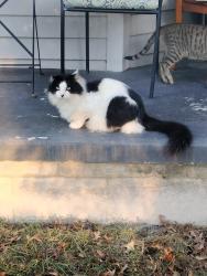 Found/Stray Unknown Cat last seen On property and street, Lizella, GA 31052