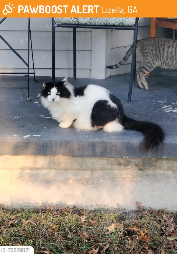 Found/Stray Unknown Cat last seen On property and street, Lizella, GA 31052
