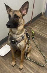 Shelter Stray Male Dog last seen Near Mission Village Road, San Diego, CA, 92108, 5500 Gaines St, San Diego, CA 92110, USA