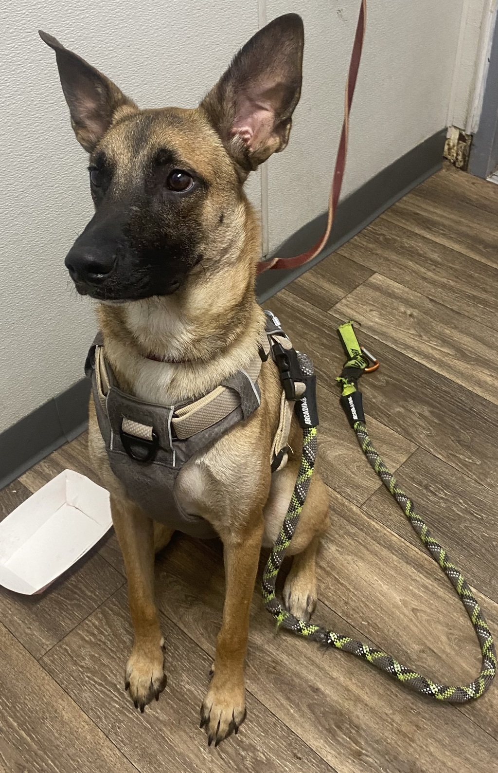 Shelter Stray Male Dog last seen Near Mission Village Road, San Diego, CA, 92108, 5500 Gaines St, San Diego, CA 92110, USA
