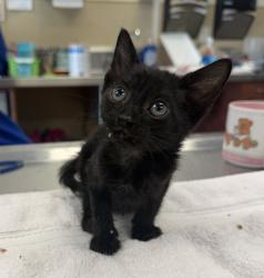 Shelter Stray Female Cat last seen Near E Stanley Boulevard, LIVERMORE, CA, 94550, 4651 Gleason Dr, Dublin, CA 94568, USA