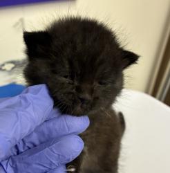 Shelter Stray Male Cat last seen N Houghton, OR, 1700 W Historic Columbia River Hwy, Troutdale, OR 97060, USA