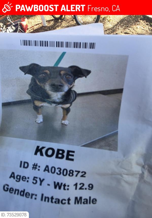 Lost Male Dog last seen Cedar and Dakota, Fresno, CA 93726