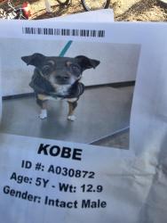 Lost Male Dog last seen Cedar and Dakota, Fresno, CA 93726