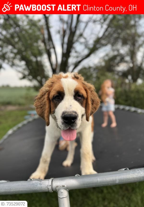 Lost Male Dog last seen Hornbeam Road and Barger Road, Clinton County, OH 45169