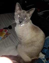 Reunited Female Cat last seen Cactus and El Mirage Rd Area, El Mirage, AZ 85335