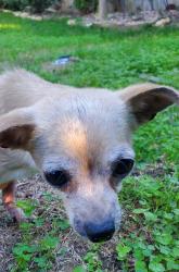 Reunited Female Dog last seen 13th & Anna, Wichita, KS 67212