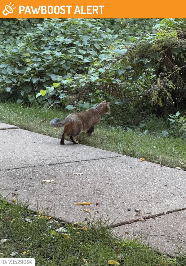 Found/Stray Unknown Cat last seen The heights Gym, Richmond Heights, MO 63117