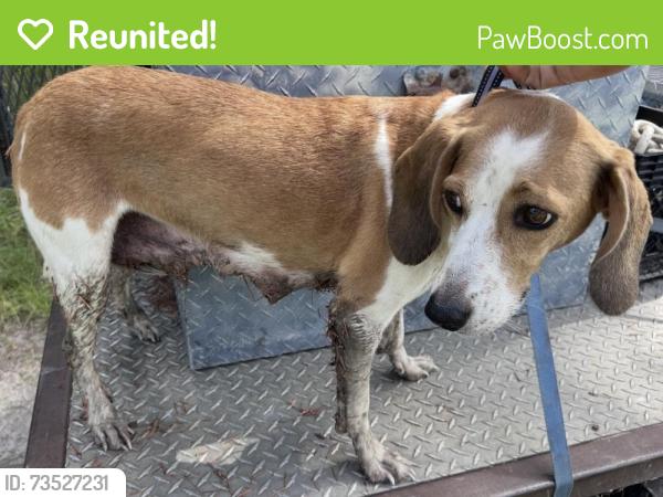 Reunited Female Dog last seen Bowman rd and 41, Shady Hills, FL 34610